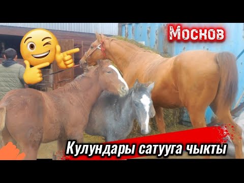 Видео: Кулундар сатууга чыкты 