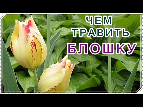 Видео: █ КАК СПАСТИ РЕДИСКУ и КАПУСТУ СУПЕР СПОСОБ от // крестоцветной  БЛОШКИ.