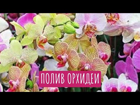 Видео: Полив орхидеи