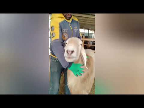 Видео: 9 ноября 2025 г.