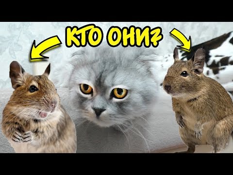 Видео: КУПИЛИ НОВОГО ПИТОМЦА! ХОМЯК ИЛИ БЕЛКА? ПОЧЕМУ ИХ ДВОЕ?