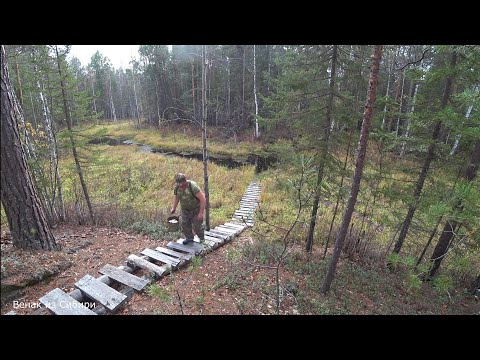 Видео: Лоси ходяд за нами, щуки тащат в коряги! Финал осенних таежных приключений!