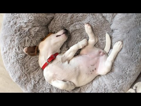 Видео: Первая неделя щенка джек рассела дома / Рокси почти 3 месяца / Джек рассел и кошка / 17-23 августа