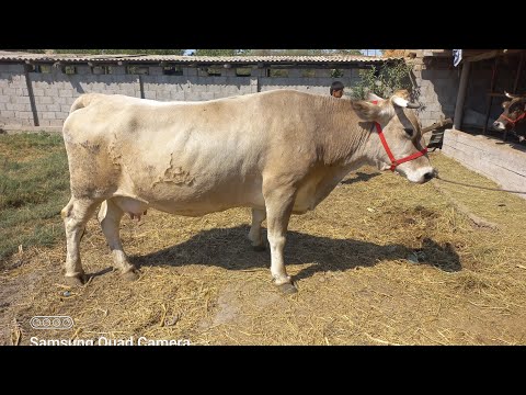 Видео: РАСИСКИ ШВЕД БЕЛЛИ ЛЕБЕДВРО ГИРИФТ КОРИ 904580010.  11 сентября 2025 г.