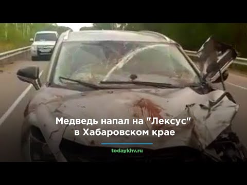 Видео: Медведь напал на "Лексус" в Хабаровском крае