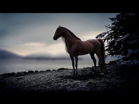 Видео: Төле би бабамыздың Тайкелтір баладан сөзден жеңілуі