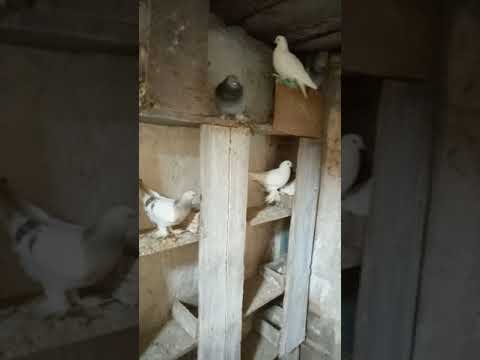 Видео: паровка голубей. как лучше?
