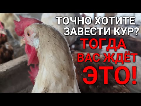 Видео: Точно хотите завести кур и сделать курятник? ТОГДА ВАС ЖДЁТ ЭТО!