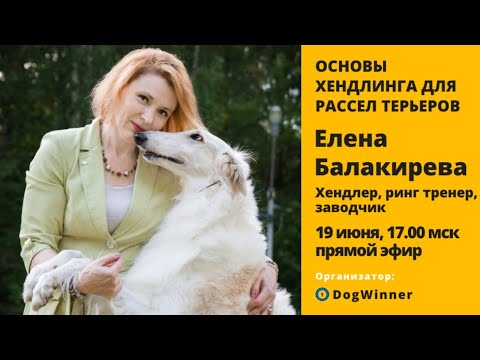 Видео: Основы хендлинга для рассел терьеров. Прямой эфир с Еленой Балакиревой