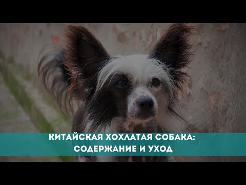 Видео: Китайская хохлатая собака: содержание и уход