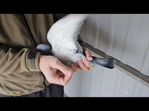 Видео: спортивные голуби 2024 Rasing  pigeons