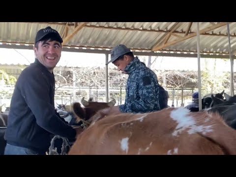 Видео: Туркестан Мал Базар. Сиыр Бұқа Өгіз Қашар 29.09.2024