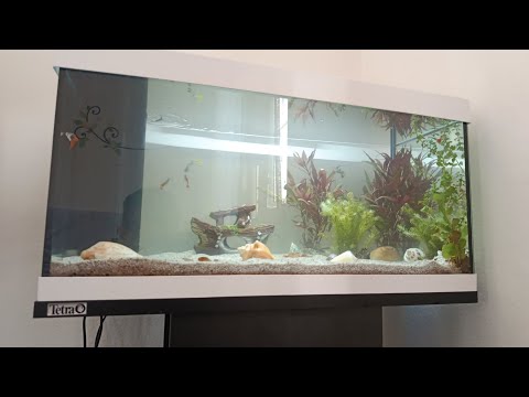 Видео: Запускаю новых рыбок в аквариум !