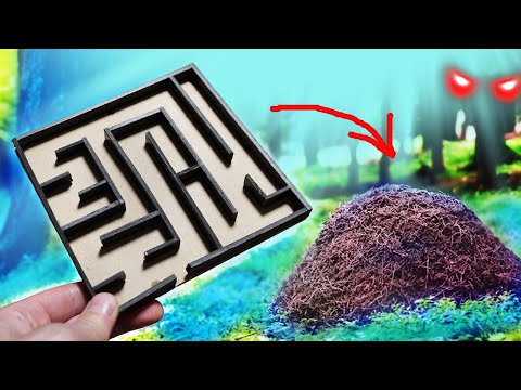 Видео: Что Если на МУРАВЕЙНИК Положить ЛАБИРИНТ с ЛАКОМСТВОМ?