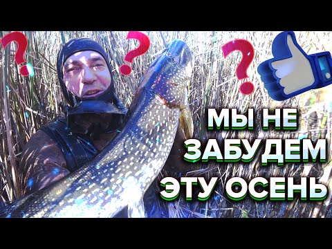 Видео: ПОДВОДНАЯ ОХОТА НА САЗАНА , СОМА,ЩУКУ ,КАРАСЯ, ОСЕННЕЕ ЗАКРЫТИЕ СЕЗОНА 2022 года