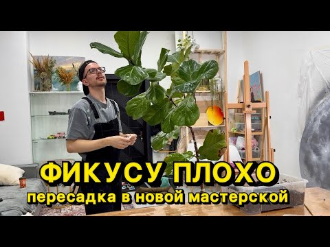 Видео: Фикусу очень плохо… Моя художественная мастерская 