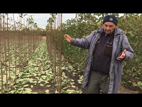 Видео: Питомник Маценко - Преимущество формировки черешни прямо в питомнике
