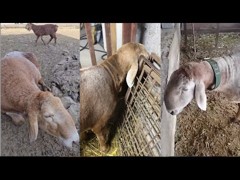 Видео: ВЫЛЕЧИЛ ВОСПАЛЕНИЕ ЛЕГКИХ У КАЧКАРОВ АРАШАНОВ (ГИССАРОВ) | ОДДЫШКА У БАРАНА, СОПЛИ У БАРАНА, КАШЕЛЬ