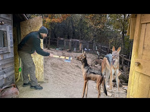 Видео: Выживание в горах с животными: шакалы пришли на ферму посреди ночи