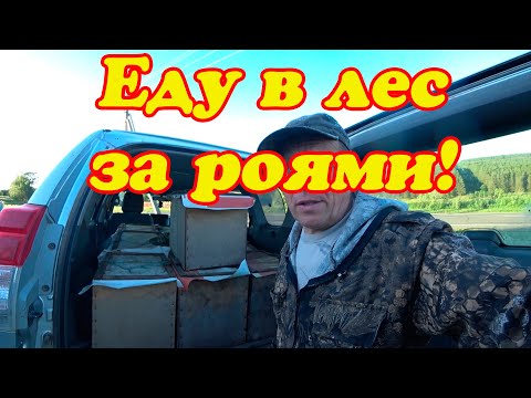 Видео: ПОЕХАЛ СНИМАТЬ ЛОВУШКИ С ПОЙМАННЫМИ БРОДЯЧИМИ РОЯМИ, ПЧЁЛЫ ЗЛЮКИ.