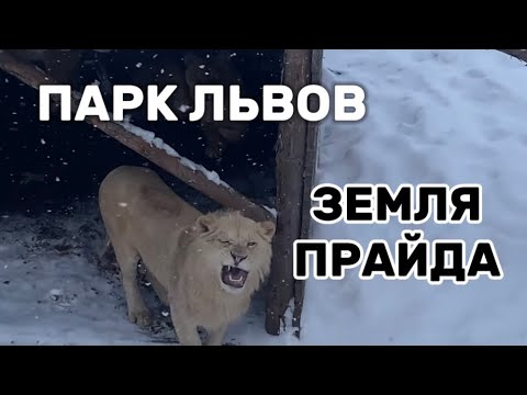 Видео: Парк львов "Земля Прайда".