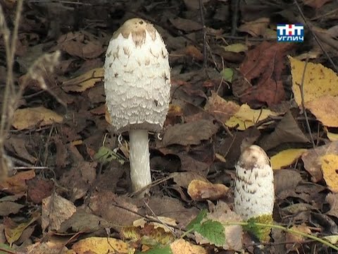 Видео: Наедине с природой. Гриб навозник | 2011