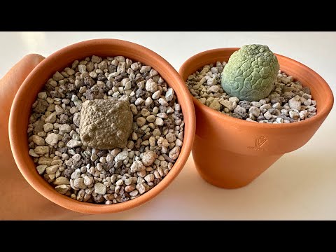 Видео: Псевдолитос/ Pseudolithos. Всё самое полезное и всё самое интересное. 30.11.25.