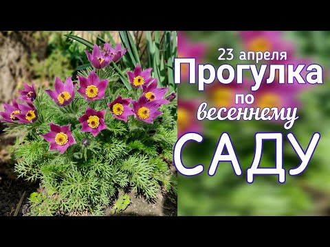 Видео: 23 апреля 🌞 Весенний САД🌞гортензии НОВИНКИ 💐