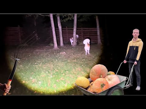 Видео: НАША ЖИЗНЬ В ДЕРЕВНЕ! 🏕️ НОЧЬЮ ОДНА СРЕДИ ЛЕСА И МНЕ НЕ СТРАШНО😧 СОБРАЛИ ОСЕННИЙ УРОЖАЙ ВСЕЙ СЕМЬЕЙ.