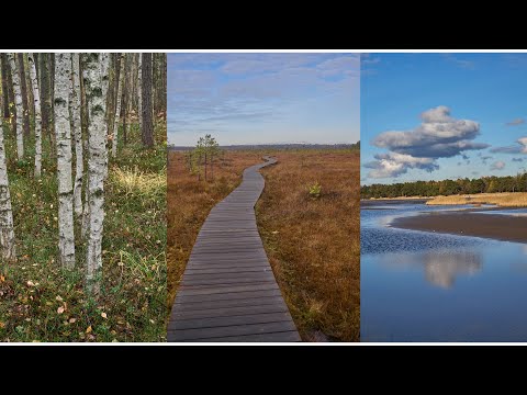 Видео: Сестрорецкие болота