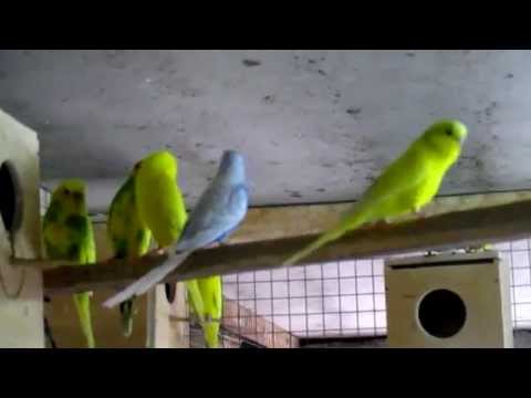 Видео: Немного о волнистых попугаях