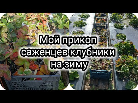 Видео: Прикоп саженцев клубники