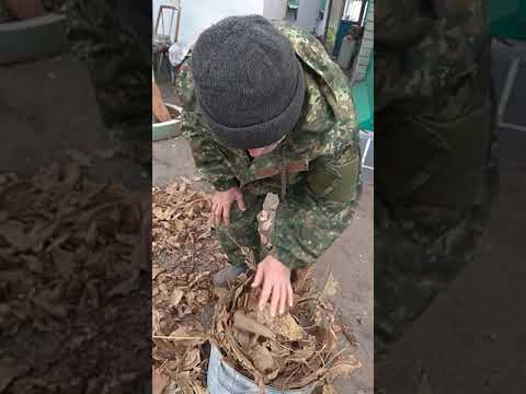 Видео: Как измельчить листья ореха