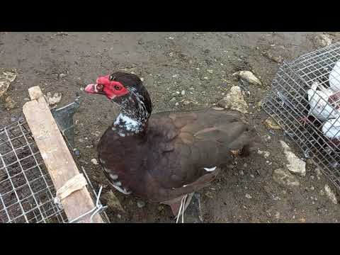 Видео: Ярмарка Светлоград 13.02.2022. Голуби, Кролики, Куры - 3 серия.