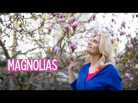 Видео: Магнолии в моем саду