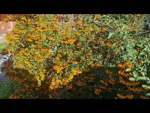 Видео: 136/2025. Начало ноября. Вышиваю, завершаю, оформляю. Что вышивает дочь.🍁🍁🍁