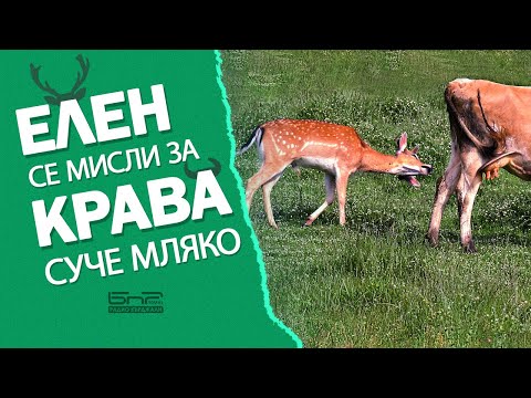 Видео: Елен се мисли за крава, суче мляко.