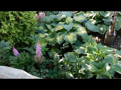 Видео: Хосты! Величие и красота хост в моем саду.