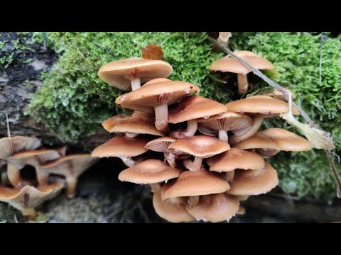 Видео: 15 октября. ГРИБЫ - ЕСТЬ!!!