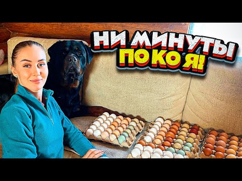 Видео: Насыщенный День на Ферме. Рецепт запеканки | Молодая Ферма