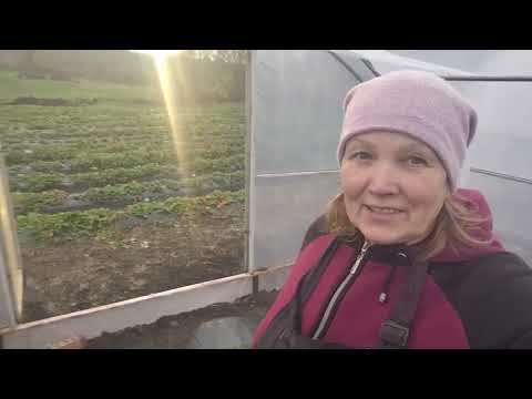 Видео: Не планова обробка полуниці