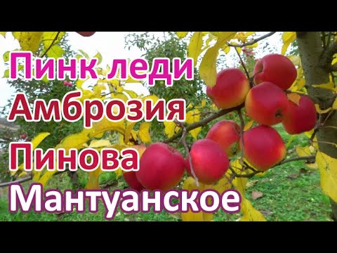 Видео: Второй сбор урожая  яблок / Сорта ПИНОВА, РЕНЕТ МЛИЕВСКИЙ, АМБРОЗИЯ, ПИНК ЛЕДИ, МАНТУАНСКОЕ и др.