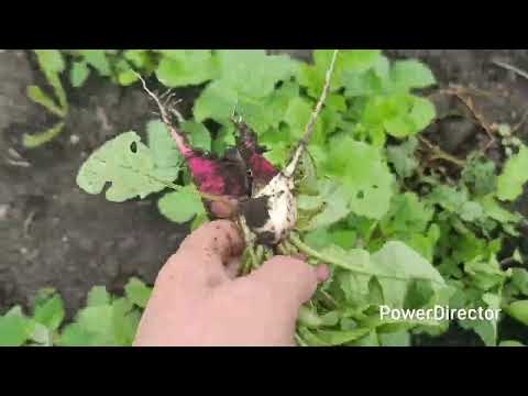 Видео: 🏡Домашний влог. Ассорти. 