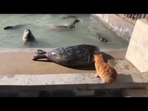 Видео: Приколы с озвучкой