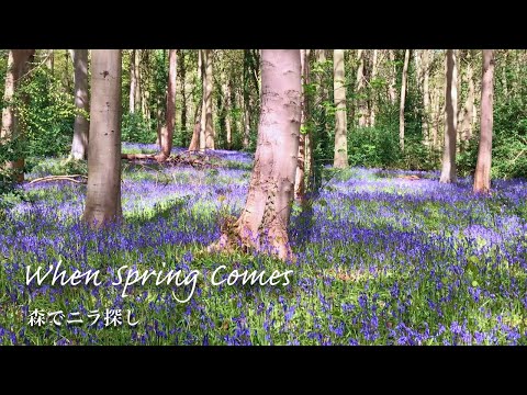 Видео: SUB | Собирательство и приготовление черемши | Колокольчики Шотландии | Медленно живущий видеоблог