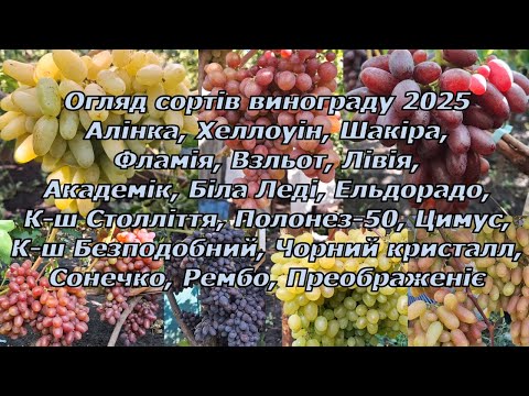 Видео: Огляд сортів винограду 2025 новинки та перевірині часов