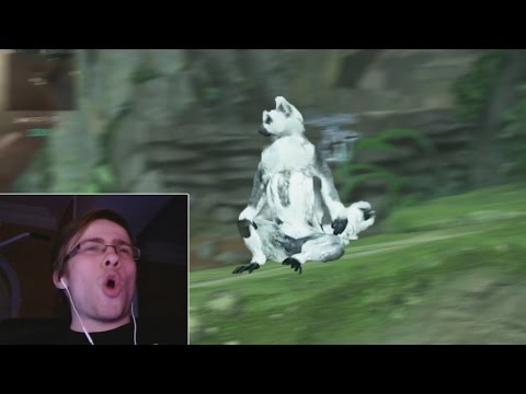 Видео: ЛЕМУР ГРАФОНА