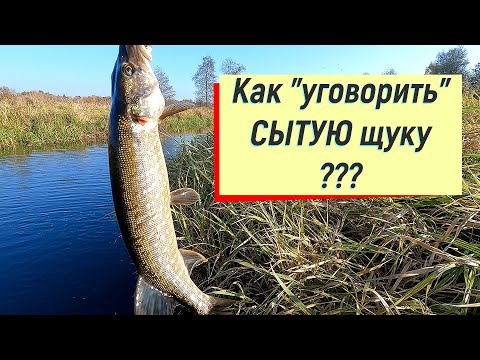 Видео: Как поймать СЫТУЮ щуку ?!#fishing #рыбалка #spinning