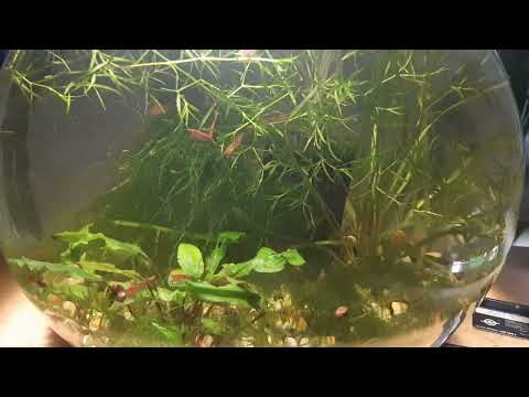 Видео: Маленький аквариум без подмен воды