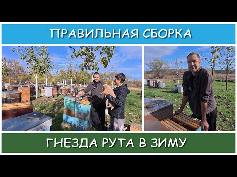 Видео: Формировка рутовского гнезда на ДВА корпуса в зиму.